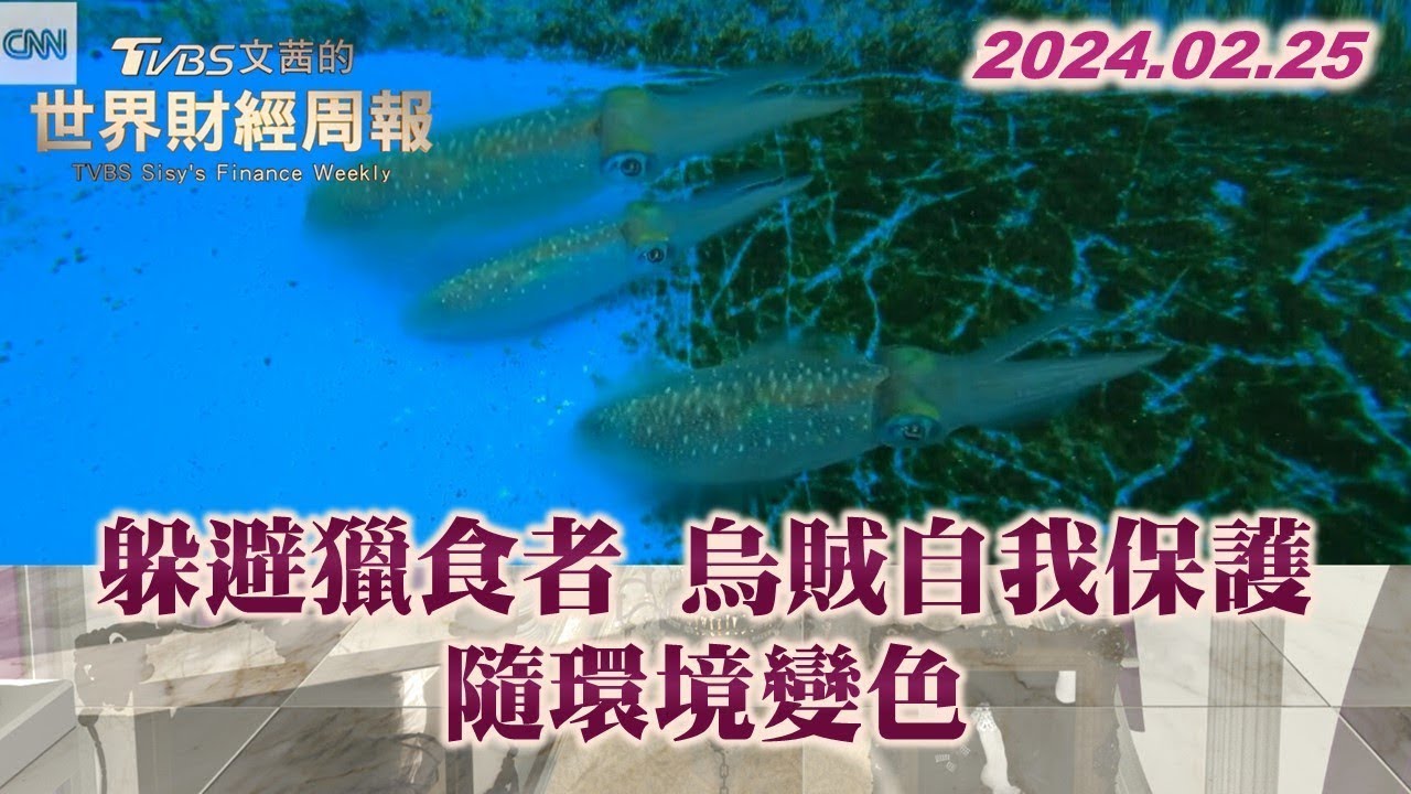 躲避獵食者 烏賊自我保護隨環境變色 TVBS文茜的世界財經周報 20240225