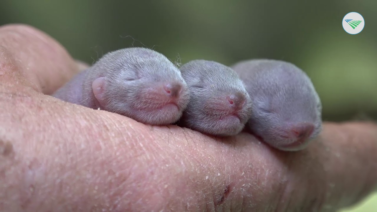 Topdrukte bij nertsenhouders door puppytijd