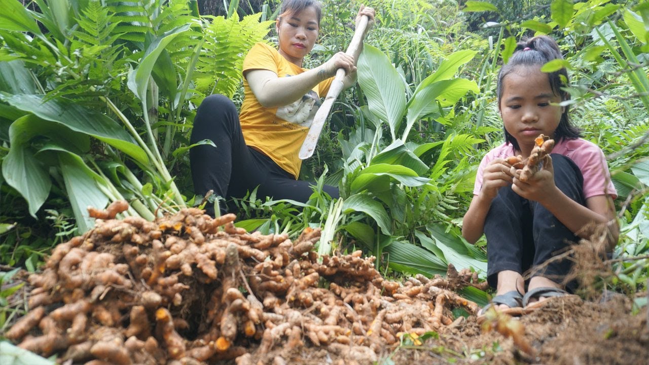 Harvest yellow turmeric to sell and plant new ones - Single mother building a new life in the forest