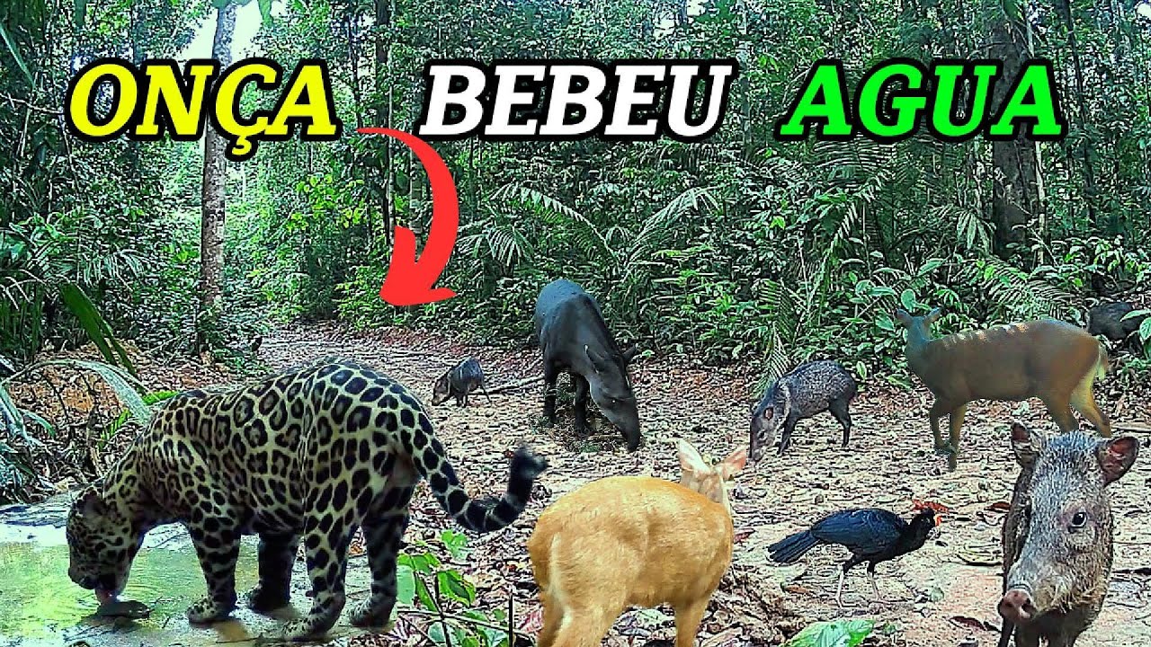 Registros impressionantes: Onça pintada bebe agua a poucos metros da câmera, os animais se assustam!