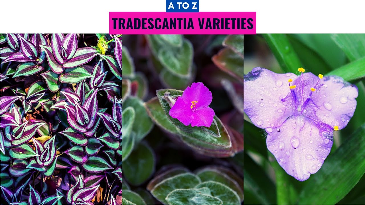 Tradescantia Varieties A to Z