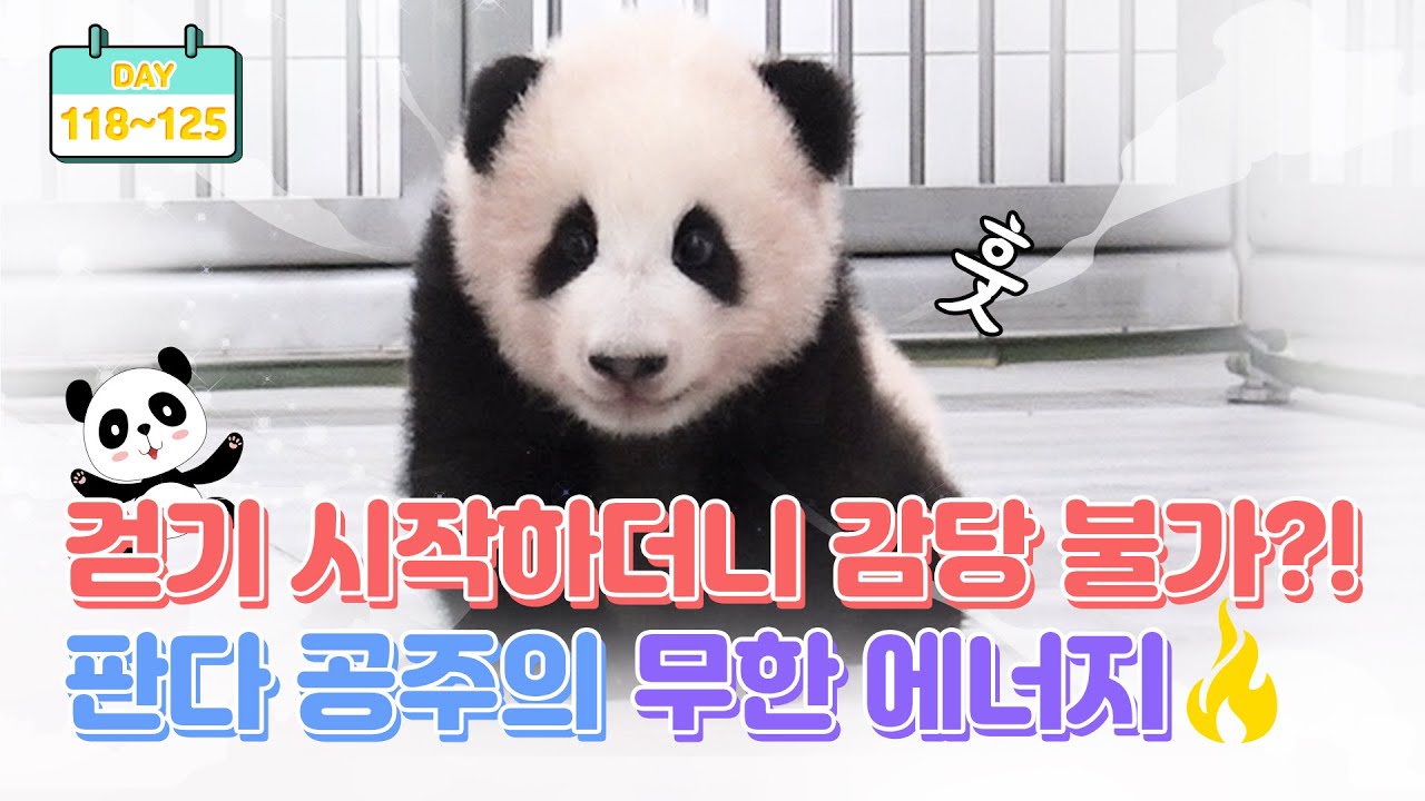 [판다로그] 나는야 에너자이저! 걸음마 연습에 진심인 푸바오 | 에버랜드 판다월드 (Baby Panda 'FuBao')