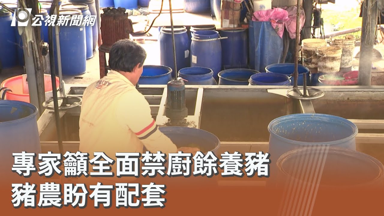 專家籲全面禁廚餘養豬 豬農盼有配套｜20251028 公視午間新聞