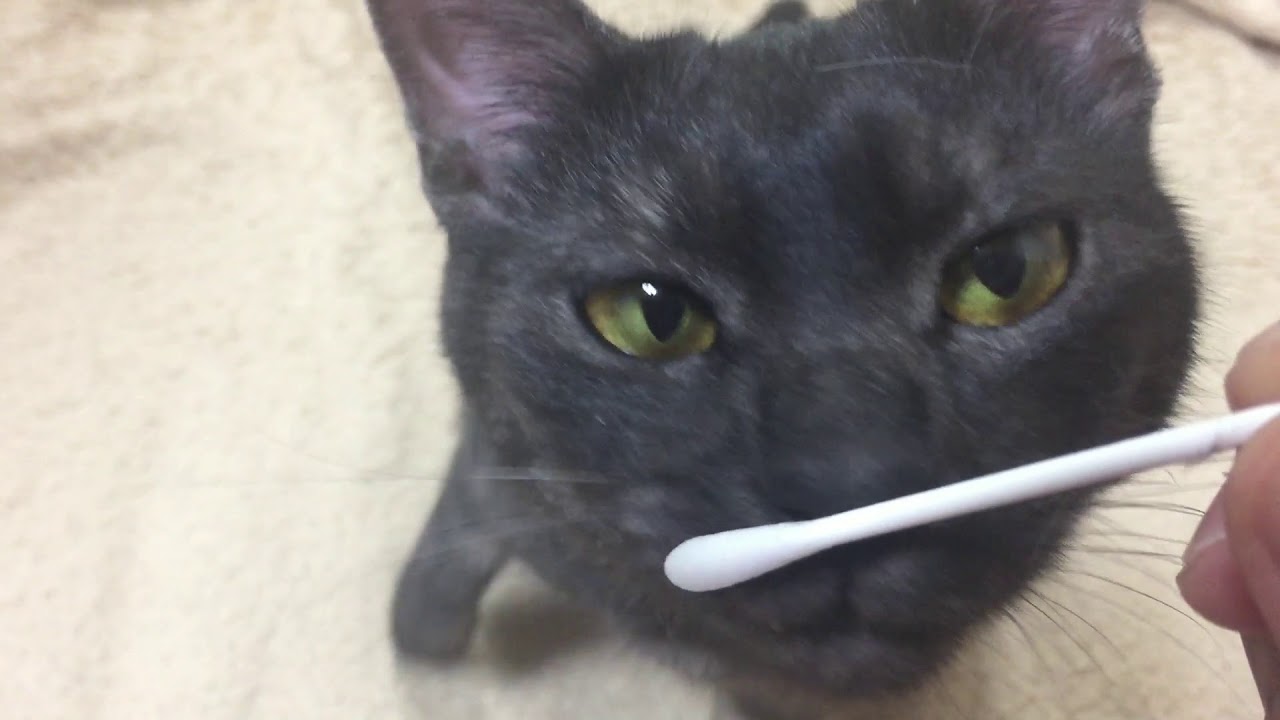 ゼロが発情してたんで綿棒で発散させた　№1　cats zero, I tried diverging with a cotton swab as it was in estrus　№1