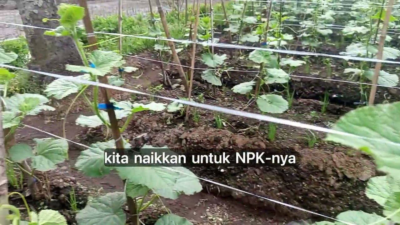 Update melon umur 19 hst😯🔥👍🌱