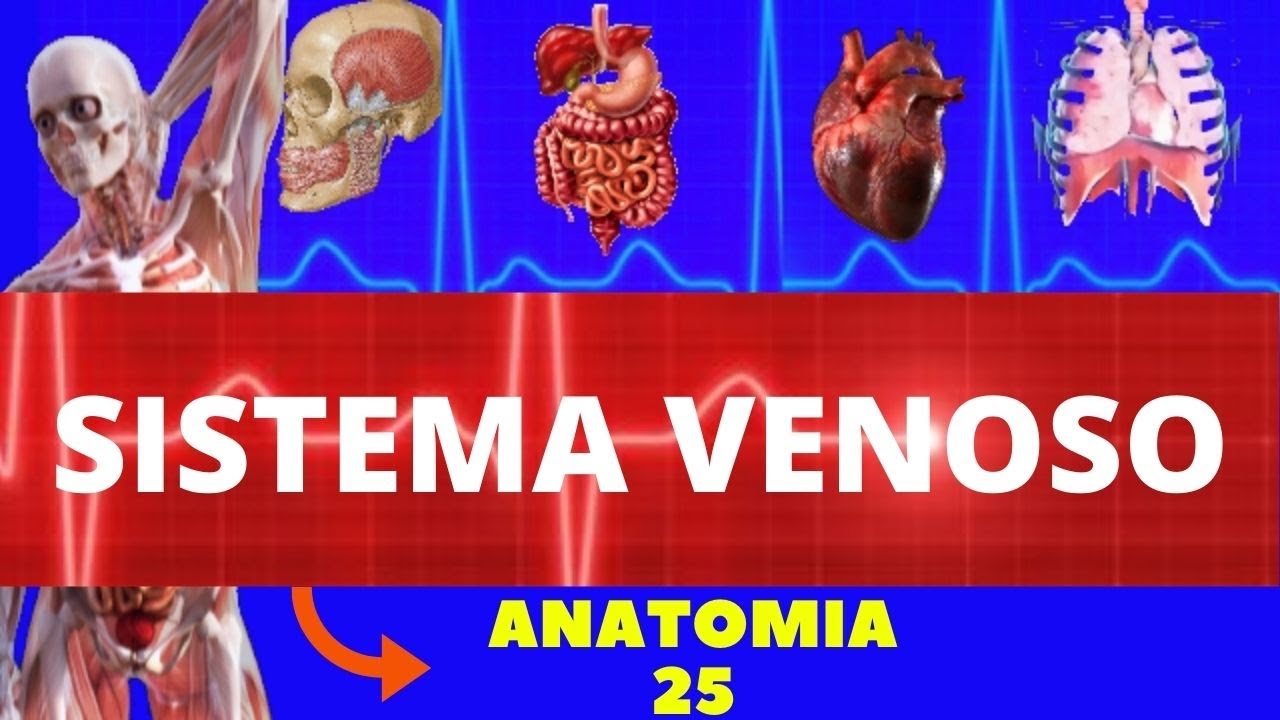 ANATOMIA DO SISTEMA VENOSO (ANATOMIA HUMANA) - VEIAS DO CORPO HUMANO E VEIA CAVA