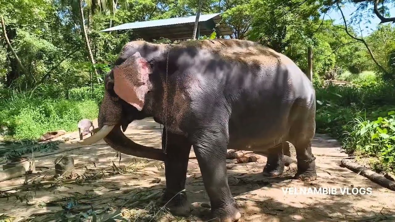 🔥🐘Guruvayur Elephant Camp🐘🔥 38 Elephants🔥