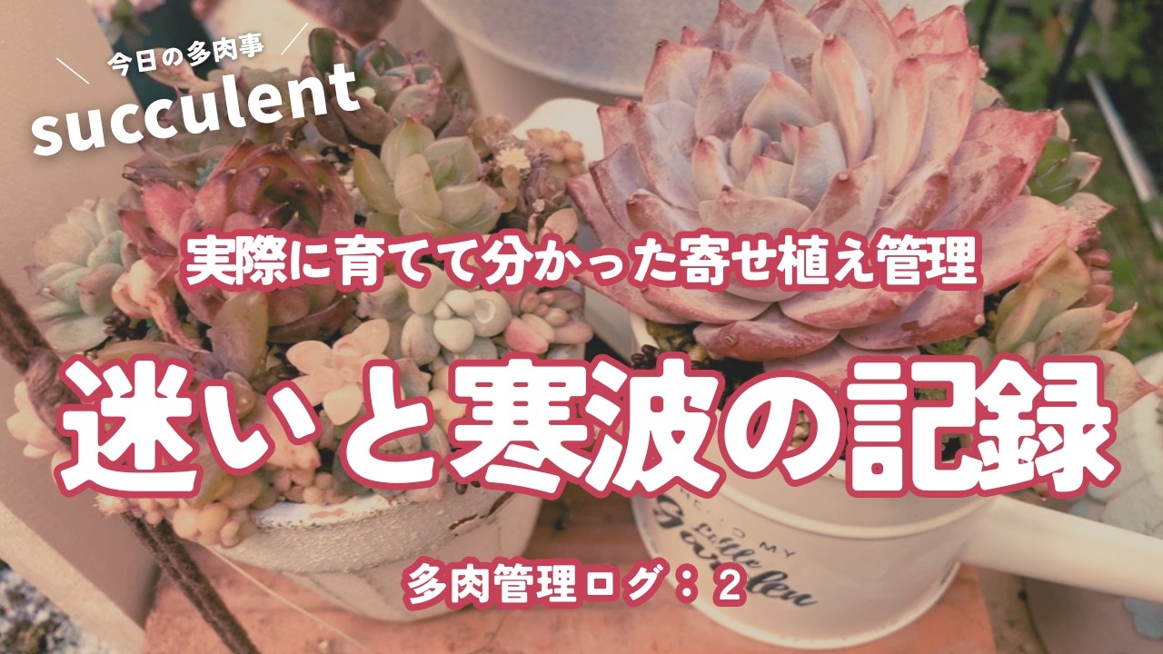寄せ植え管理の迷いと寒波の記録【管理ログ:2】