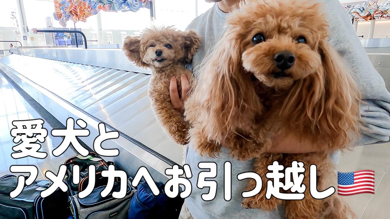 愛犬と一緒に客室で渡米！アメリカ引っ越し体験
