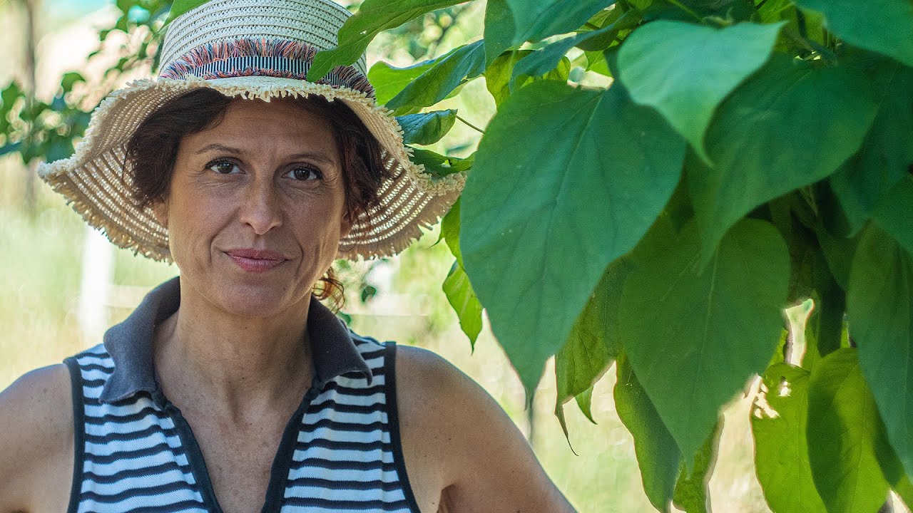 PIANTE ANTIZANZARE: CATAMBRA e altri rimedi 🌳