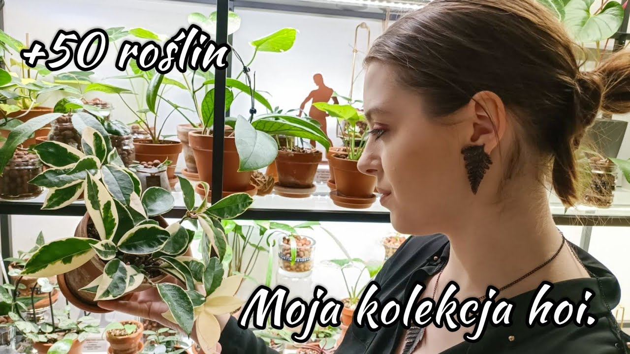 🌱 Moja kolekcja hoi 🌿 | Ponad 50 roślin 😊