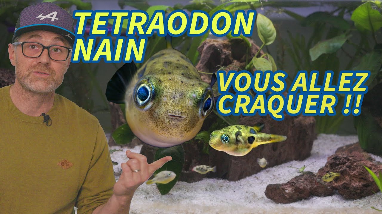 Les tetraodons nains ! Vous allez craquer pour eux