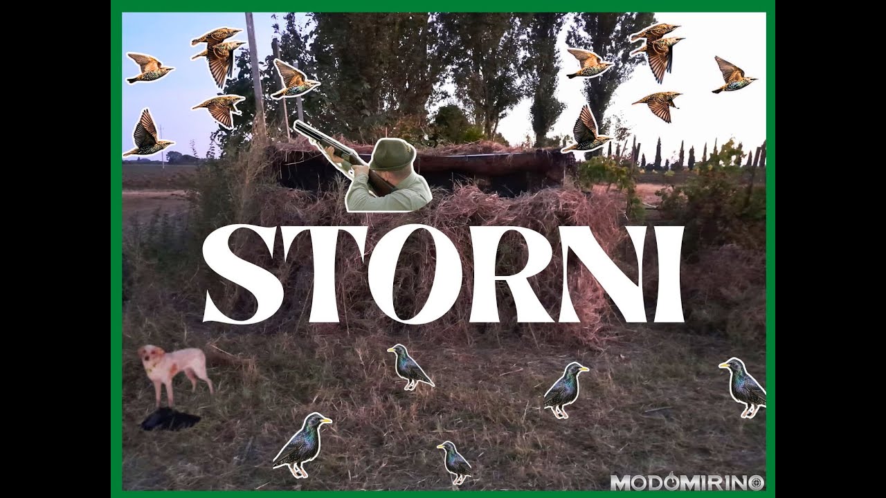 🇮🇹 Caccia in deroga agli storni in Cal.28