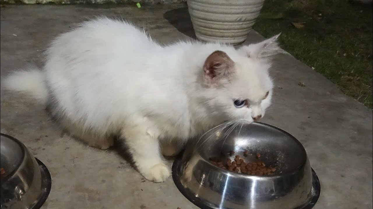 Momen Bukber (Buka Puasa) Kucingku! Lahap Banget! 😹🍽️