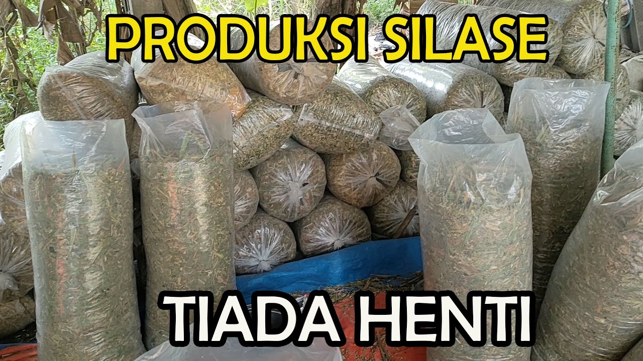 Produksi Pakan Silase Tiada Henti