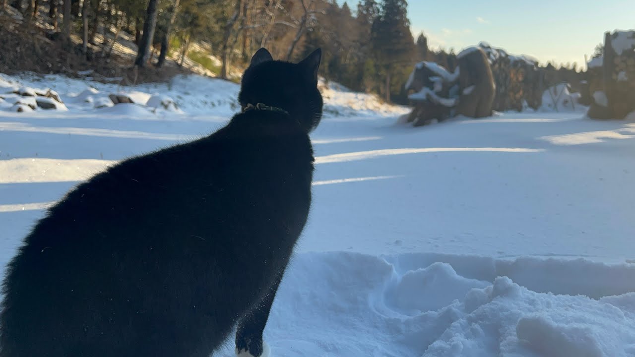 【ASMR】Winter Morning in Japan ❄️🐈 Walking with 2 Cats in Silent Snow (No Music/4K)