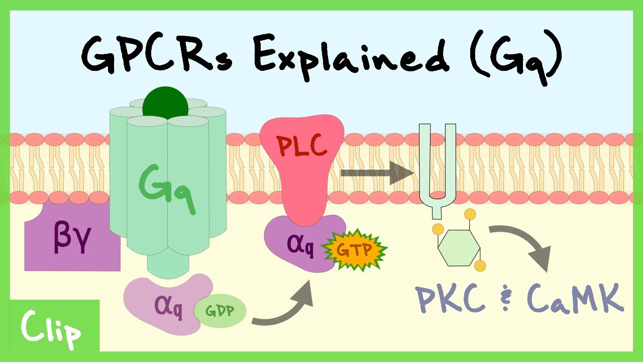 Gq Pathway Of G-Protein-Coupled Receptors Explained | Clip