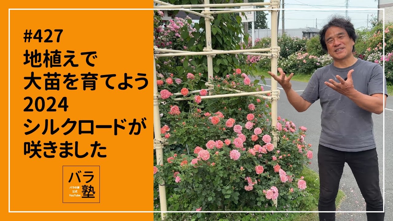 #427 地植えで大苗を育てよう2024 シルクロードが咲きました