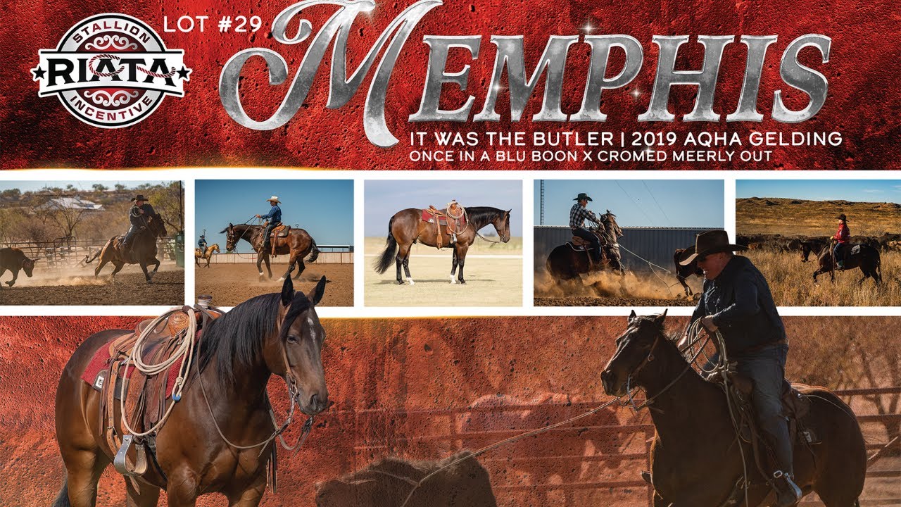 #29 Memphis - Wilson Cattle x Riata Showcase