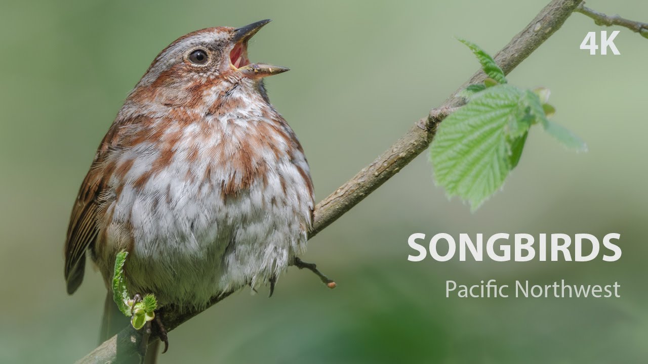 Pacific Northwest Songbirds | Relaxing Nature Sounds & Birds in the Wild