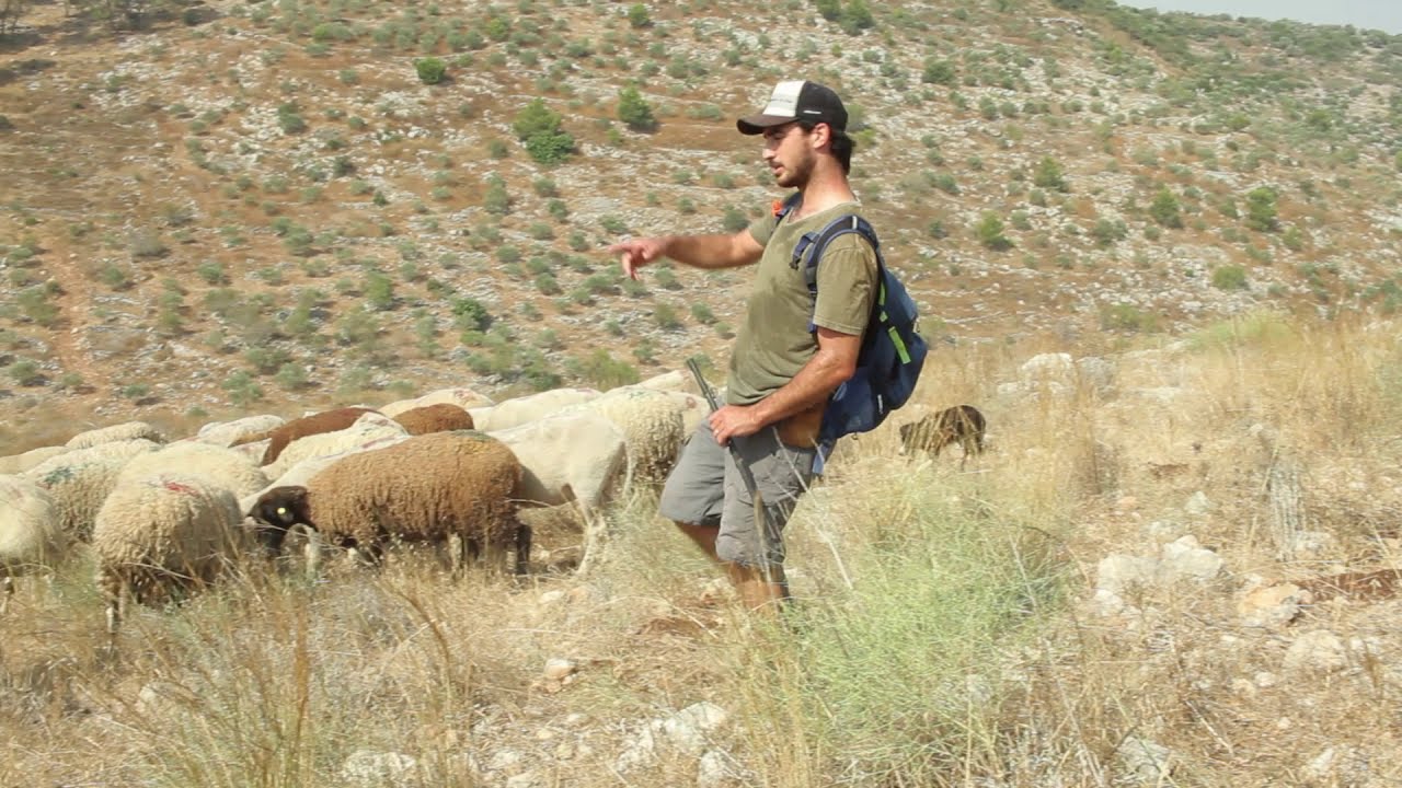 רועה כמנהיג
