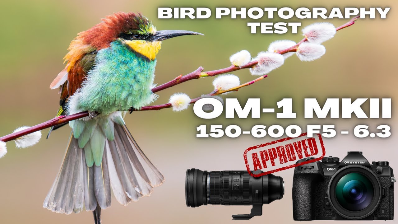 OM System OM-1 mkii + 150-600 F5 - 6.3 Тест по фотосъемке птиц.