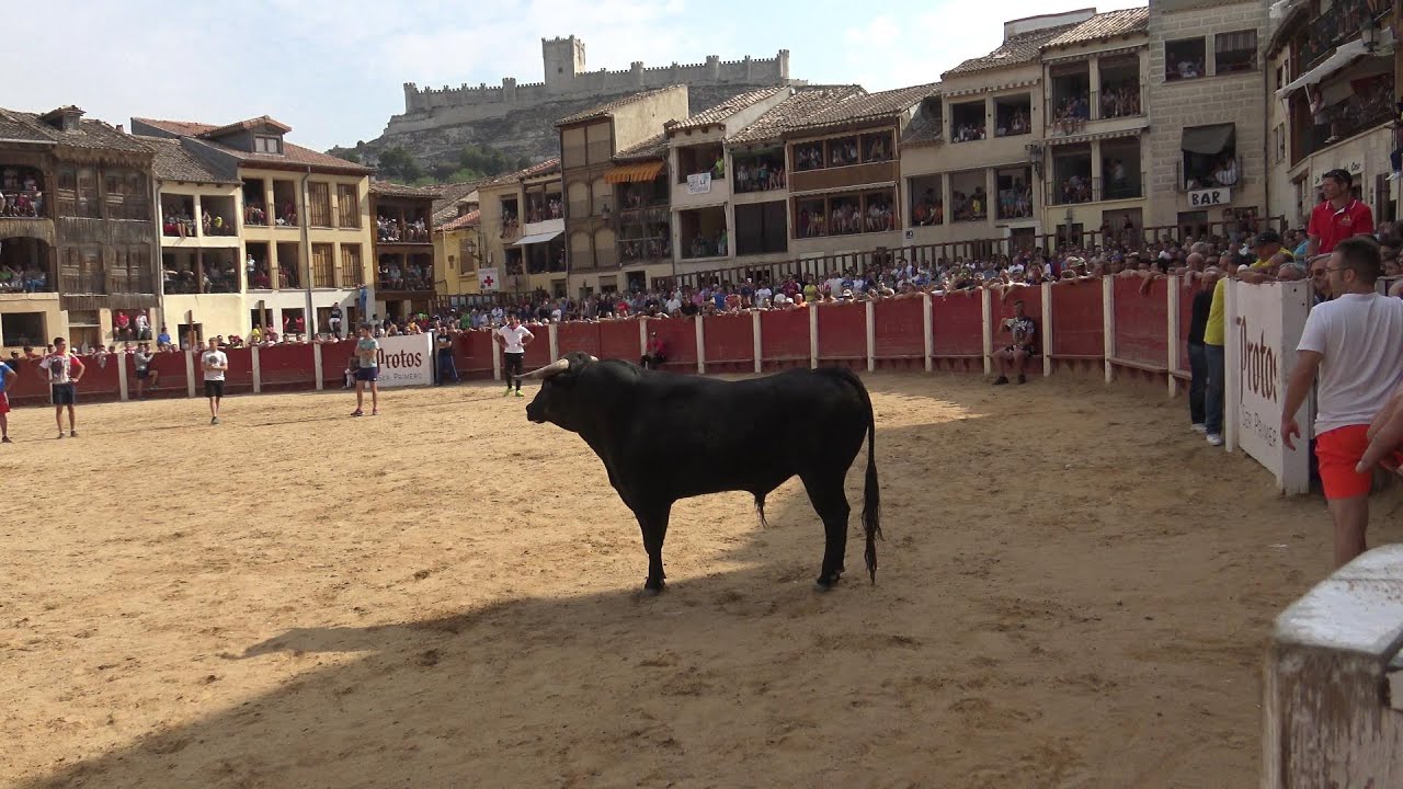 Peñafiel 2018 Encierro y capea lunes
