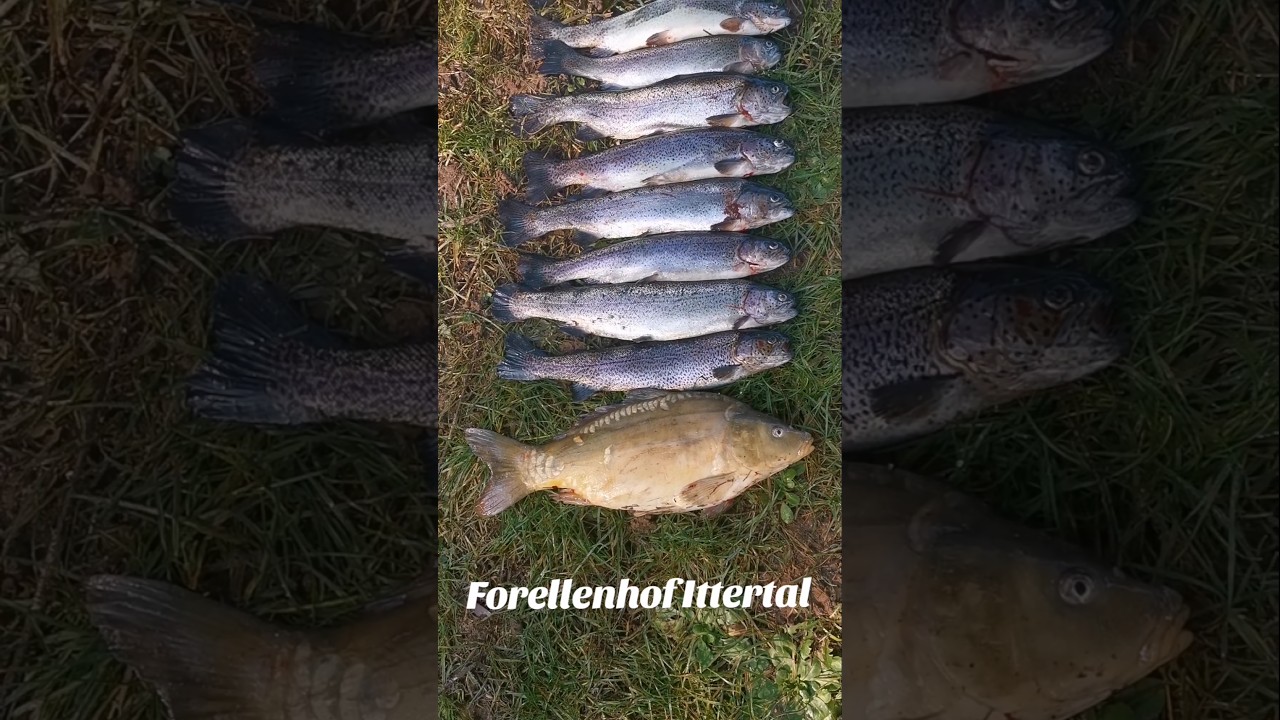 Forellenhof Ittertal  #forellensee #troutfishing  #spoons #trout #forelle #troutarea #angeln