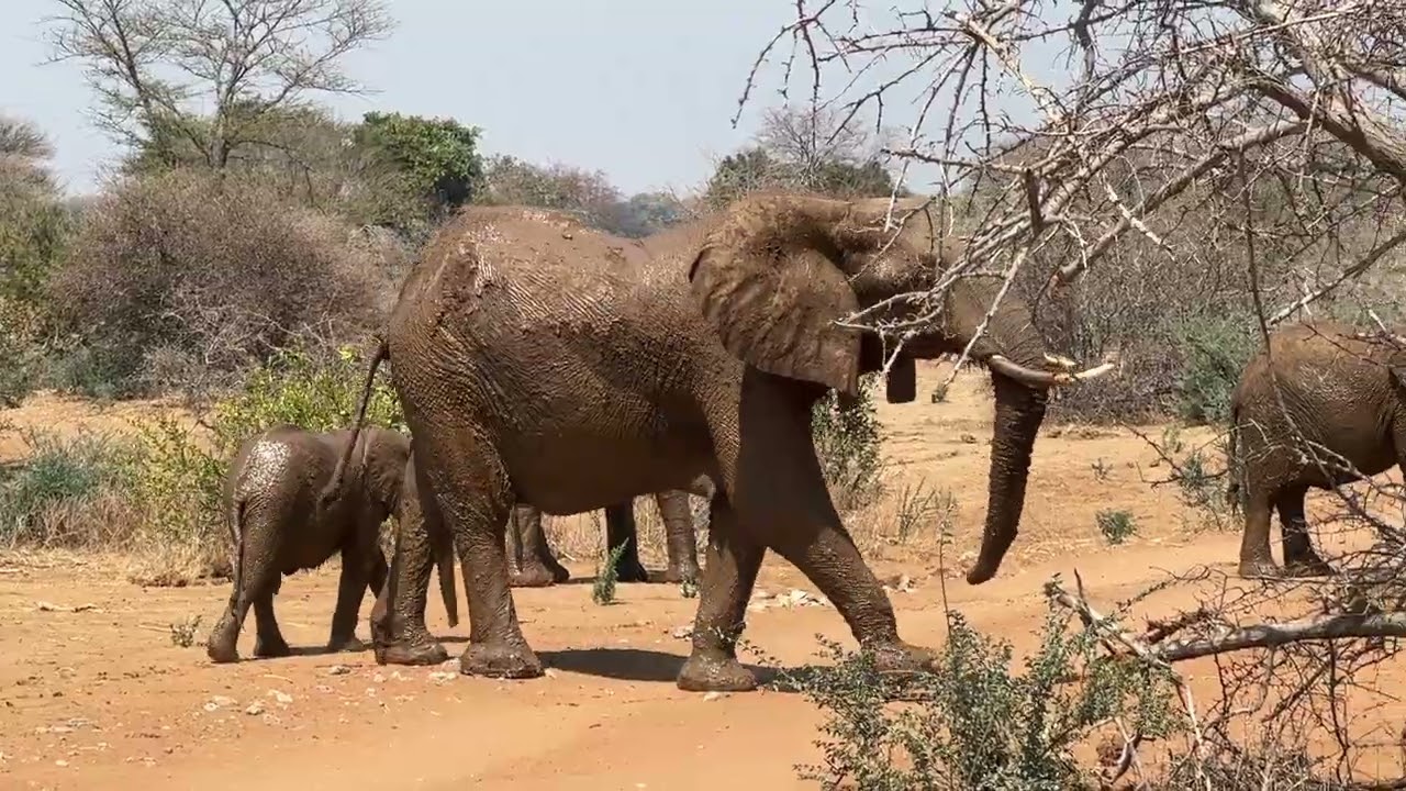 Zambia
