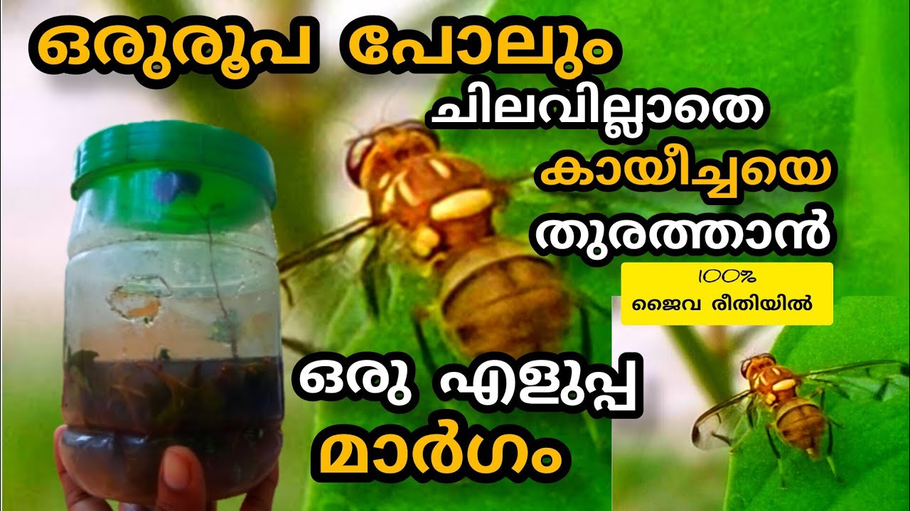 കായീച്ചയെ തുരത്താൻ ഒരു എളുപ്പ മാർഗം| kayeecha keni | melon fly trap | shalus world shalu mon