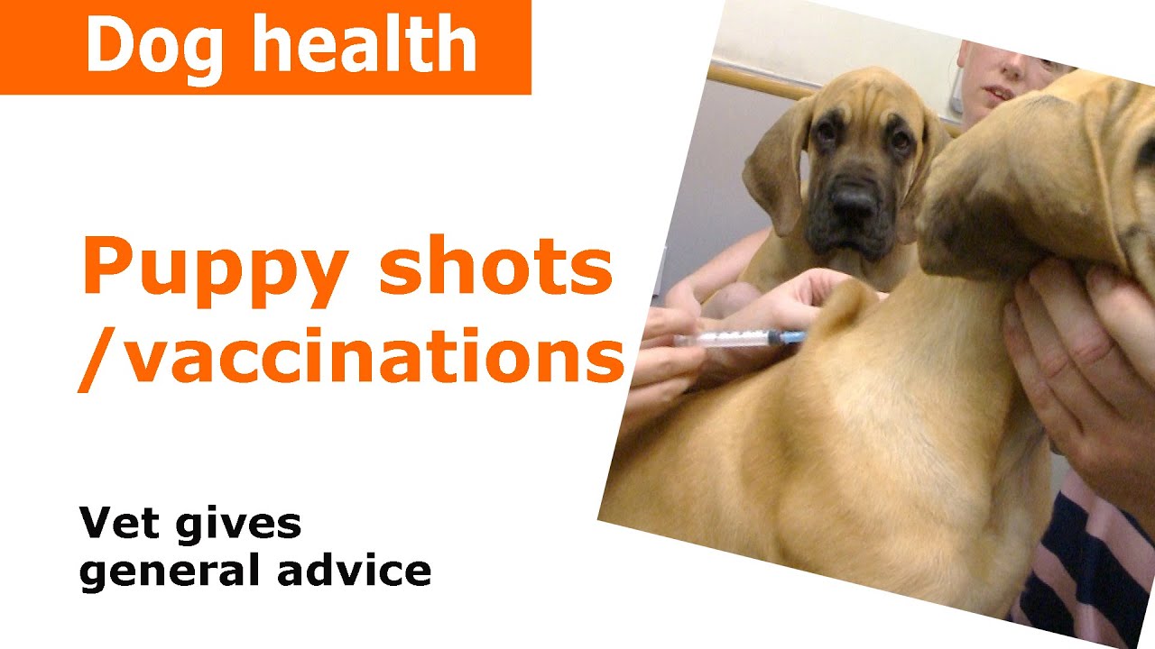 Puppy Vaccinations, injections & Shots - Vet Advice
