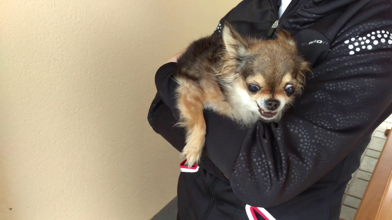 Angry chihuahua 3