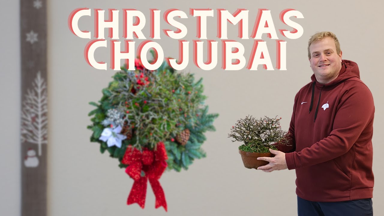 Christmas Chojubai Bonsai