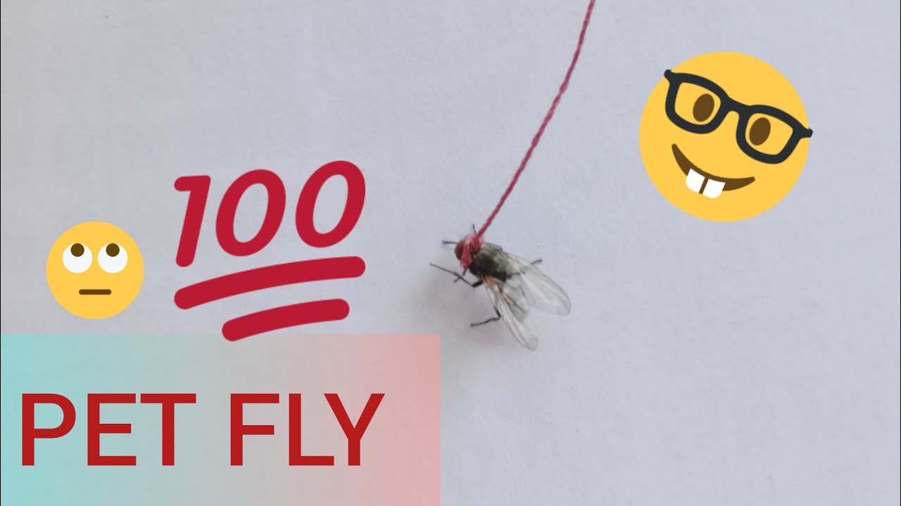 Pet Fly #Howto //tying a fly #Bored #Quarantine