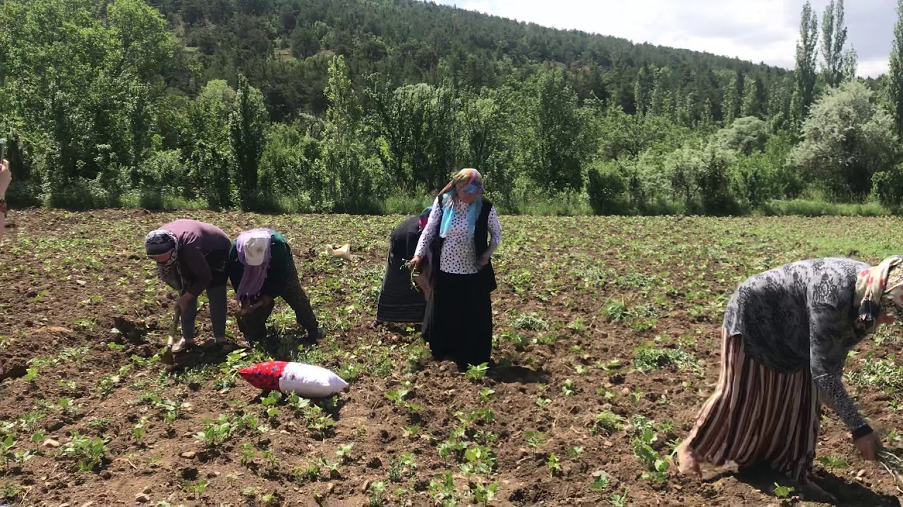 Gümüşhane şiran çanakçı köyü 5.  @harmanyeri29