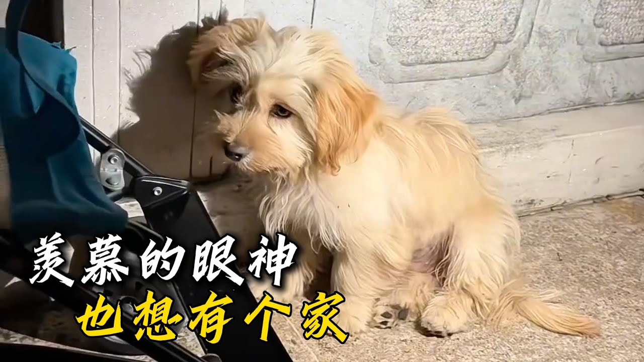 他像是那種羨慕別人有媽媽的小孩，悄悄的躲在人群後面偷看