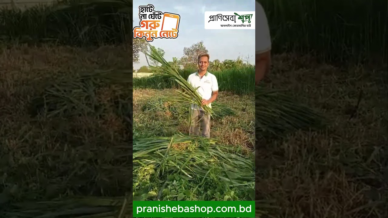 green grass fed cattle. #pranisheba #onlinequrbani haat maintain fooding of green grass.natural food