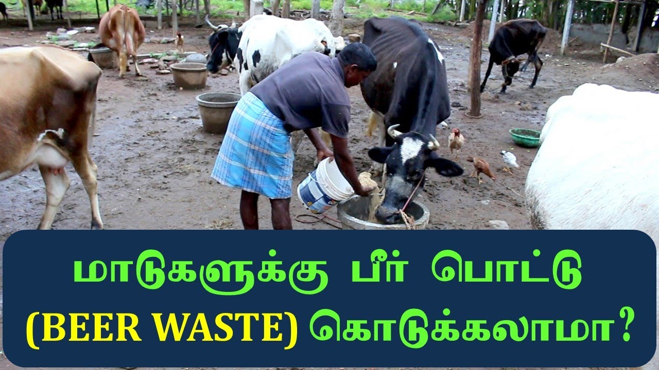மாடுகளுக்கு பீர் பொட்டு கொடுக்கலாமா? / கொடுக்ககூடாதா?- BEER WASTE AS A CATTLE FEED  WITH SUBTITLES.