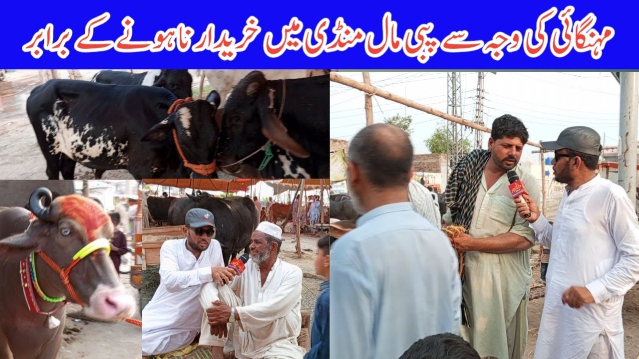 Pabbi Mall Mandi || kalltor tv