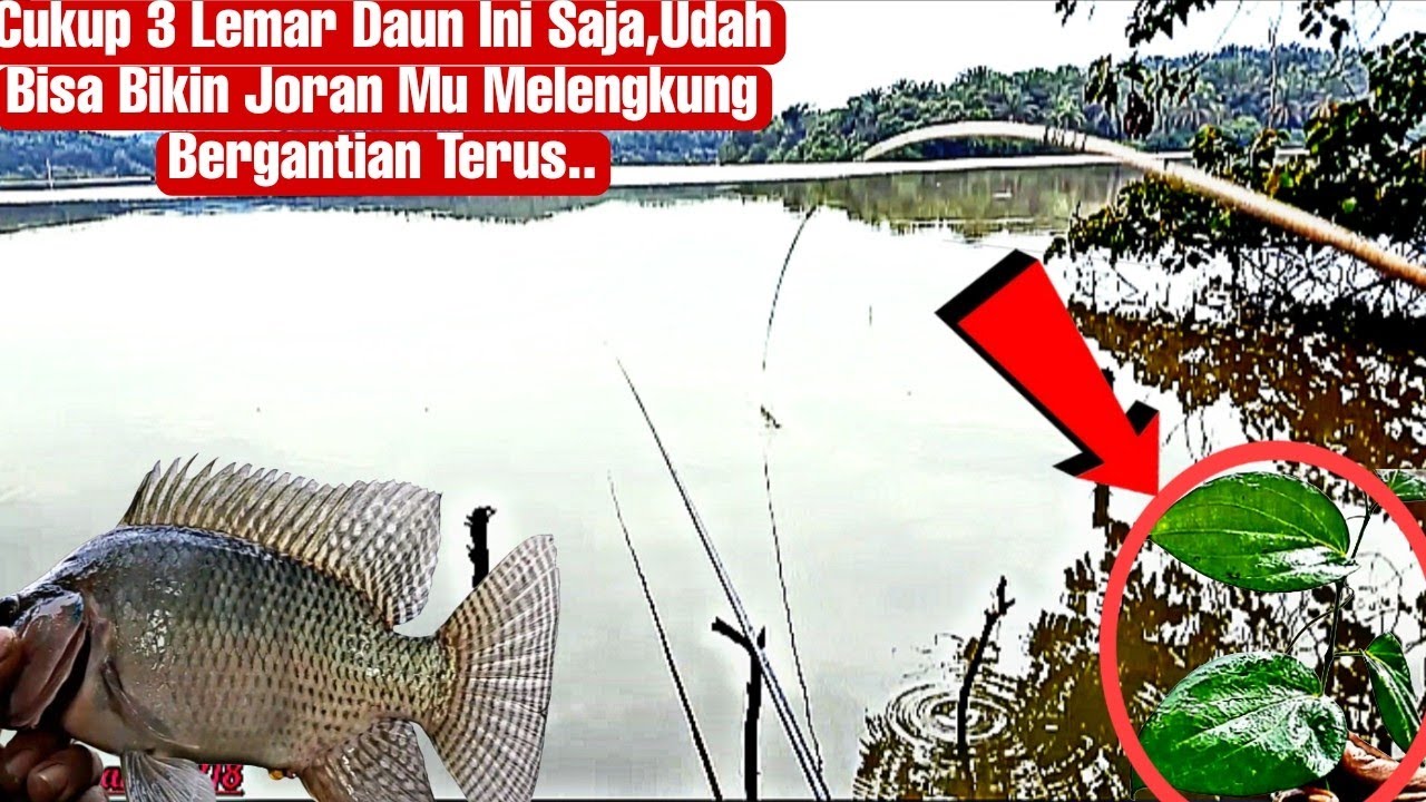 ⁉️Cukup Tiga Lembar daun Ini Di Jamin Joran Mu Melengkung Terus‼️Bikin Betah mancingnya..