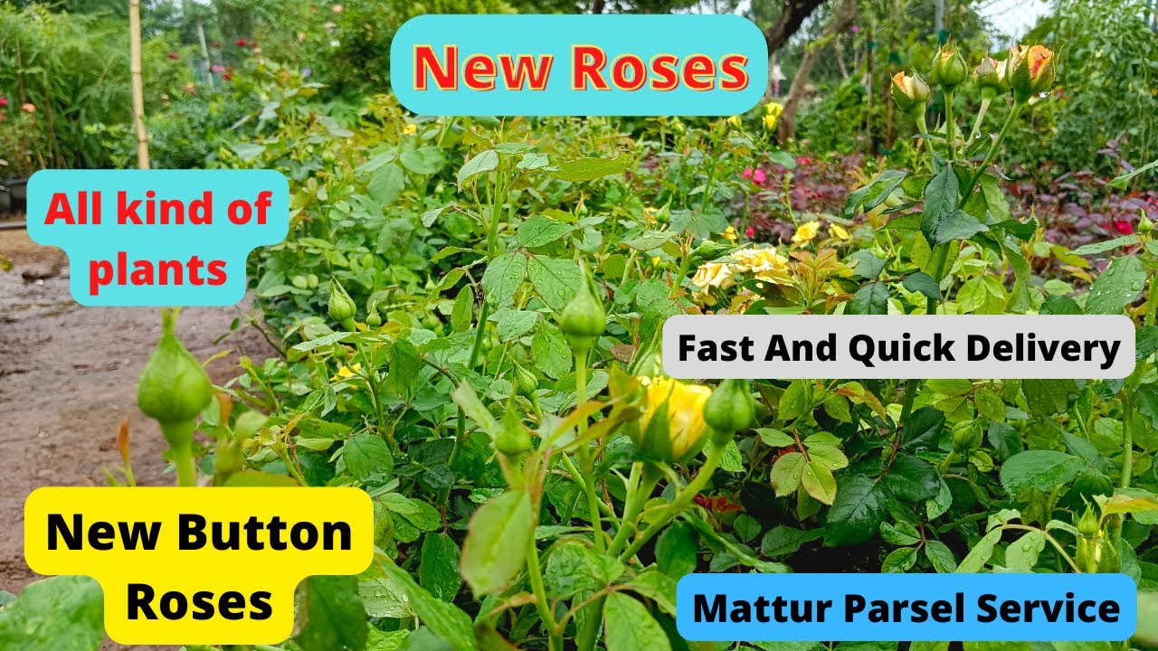 New Rose Plants / All type of plants / Fast and Quick Delivery #newcollections#newroses#fastandsafe
