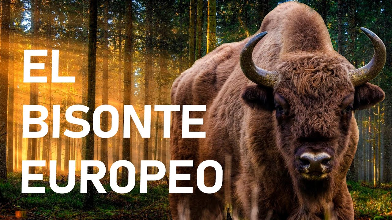 EL BISONTE EUROPEO - Capitulo I