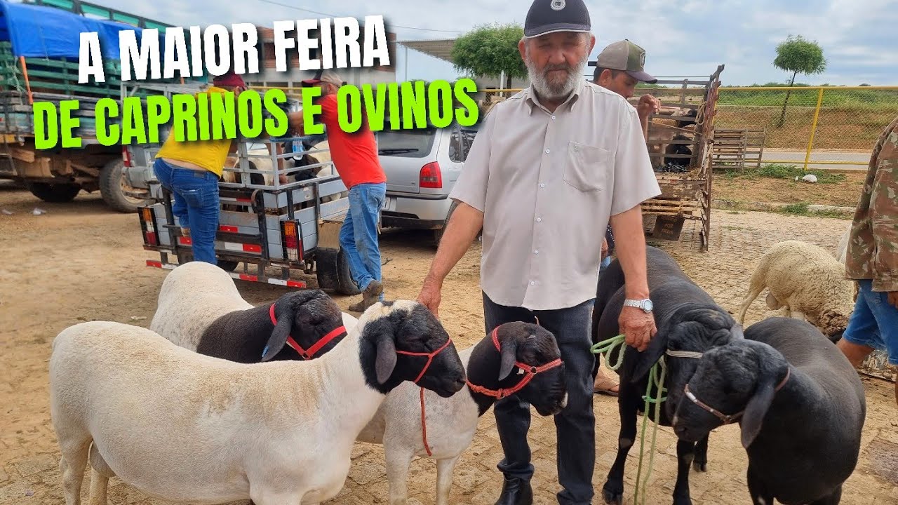 FEIRA DE ANIMAIS EM DORMENTES-PE 22-12-2022 COTAÇÃO DE PREÇOS #sertão #cultura
