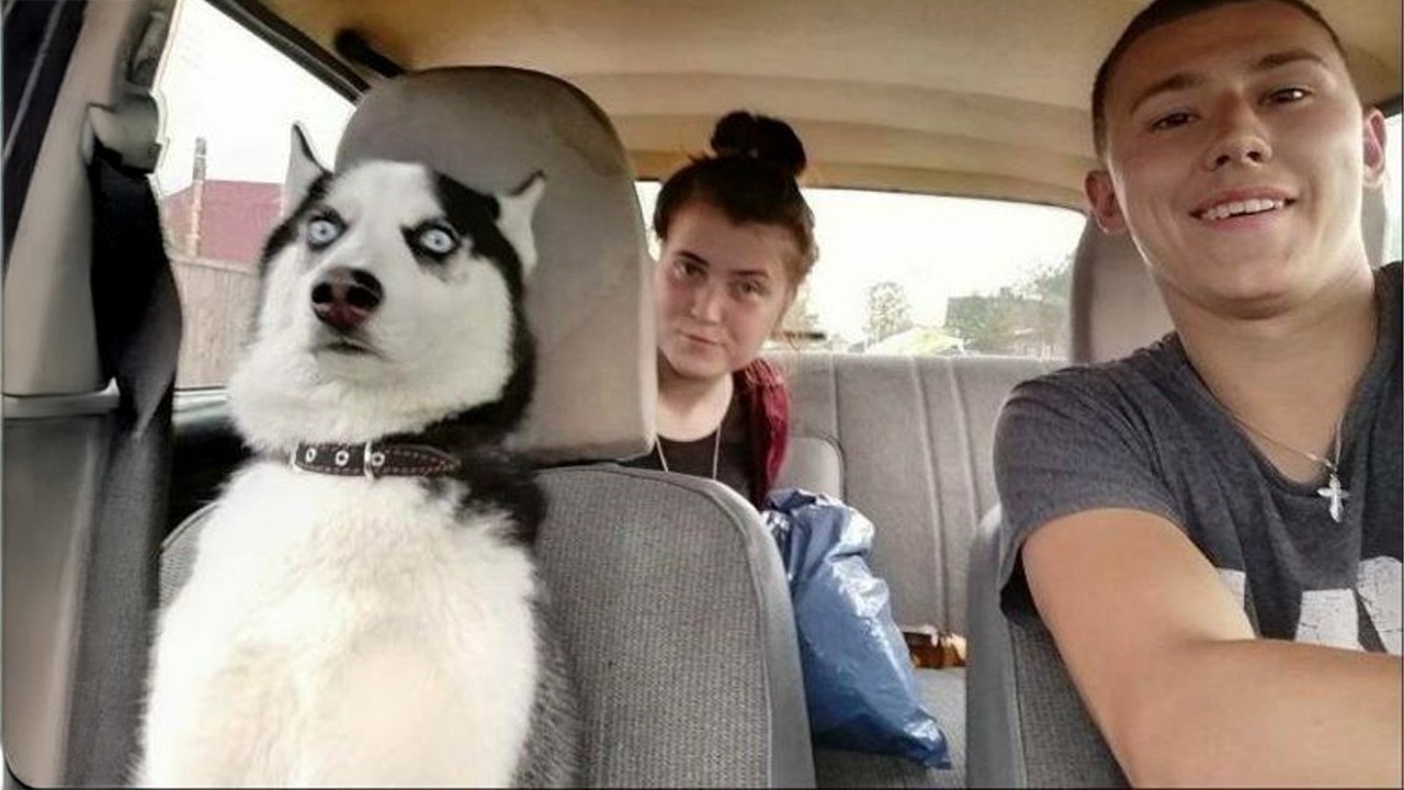 Zabawne Husky zasługują na Oscara za najlepszy dramat! 😂 Zabawne filmiki z psami z 2026 roku