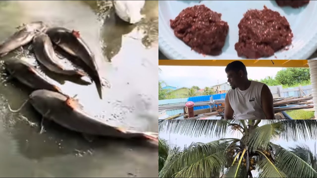 🇬🇾  GUYANA DAY 2 & 3 | GILBAKA FISH EGG | MAKING GUYANA SUGAR CAKE | SWIMMING IN UNITY TRENCH