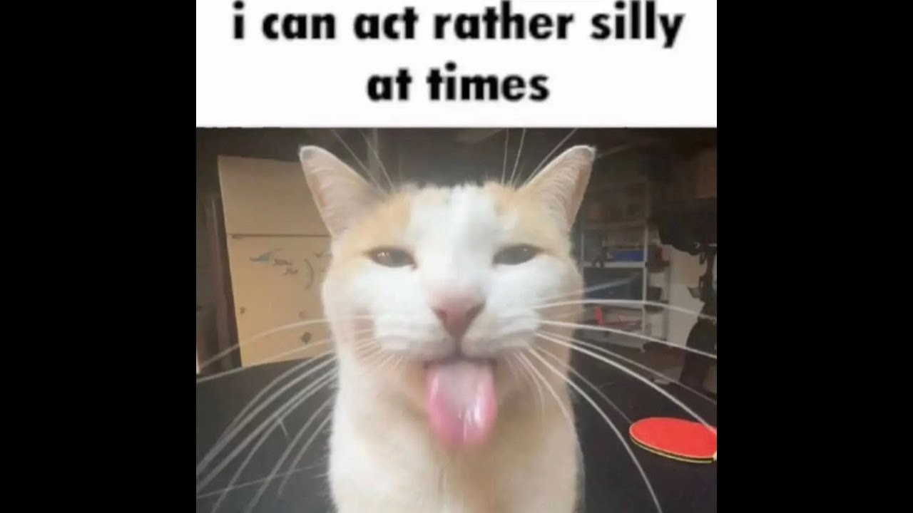 Plethora of Discord Cat Memes v8