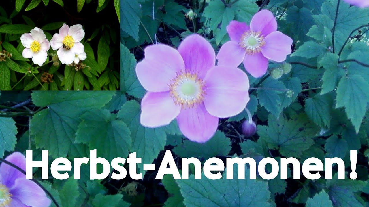 Das letzte Aufbäumen der Blüten - Die Herbst Anemone im Profil