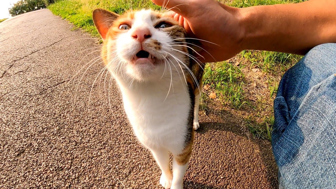 CALICO CAT в парке, который весело требовал надденады, слишком мило