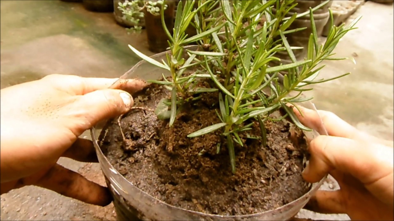 COMO USAR EL ASERR&Iacute;N COMPOSTADO PARA CULTIVAR EN MACETAS