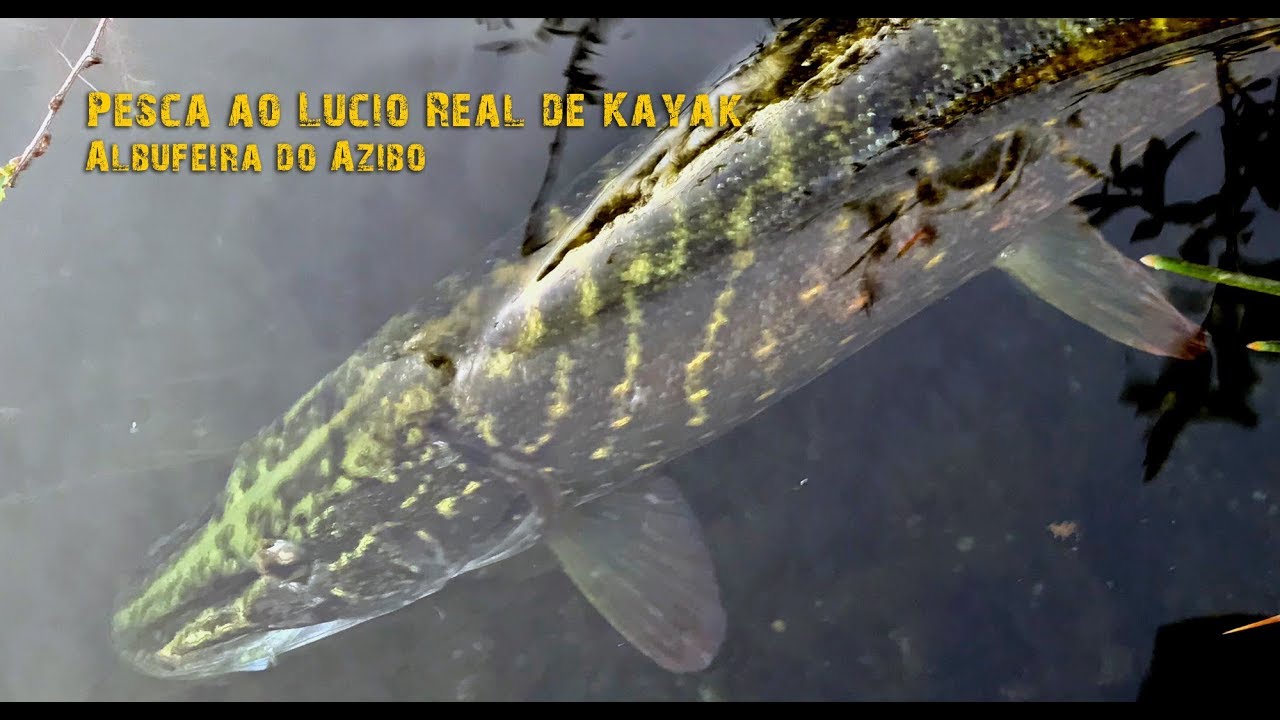 Kayak Fishing ao Lúcio Real - Albufeira do Azibo
